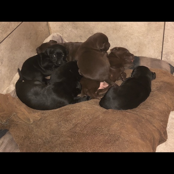 A girl puppies are  almost sold! - Picture 3 of 4